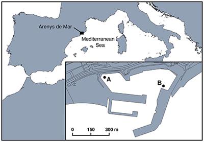 In situ Occurrence, Prevalence and Dynamics of Parvilucifera Parasitoids during Recurrent Blooms of the Toxic Dinoflagellate Alexandrium minutum